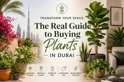 Transform Your Space: The Real Guide to Buying Plants in Dubai